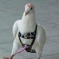 Anabolikchikin