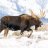 Juice Moose